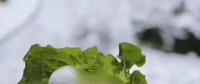 氣荒之后，又輪到了電煤供給的緊張局面