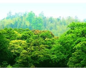 全國(guó)碳市場(chǎng)開始階段不搞期貨，不征碳稅，增加林業(yè)碳匯交易