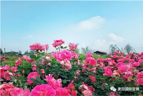 麥田國(guó)際——麥田里的守望者，“互聯(lián)網(wǎng)+農(nóng)業(yè)”的先行者