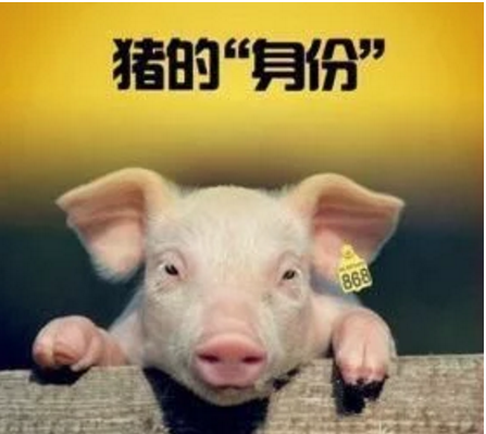 智能化養(yǎng)豬系統(tǒng)，現(xiàn)代化農(nóng)業(yè)發(fā)展之路