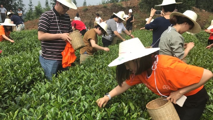 這片北緯30°的優(yōu)質(zhì)茶園，探索了產(chǎn)業(yè)扶貧擁抱“互聯(lián)網(wǎng)+“新路