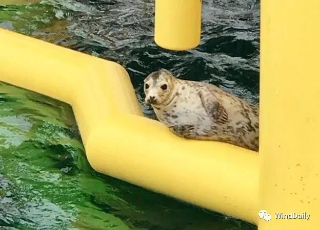 海上風電破壞海洋生態(tài)？海豹：想多了！
